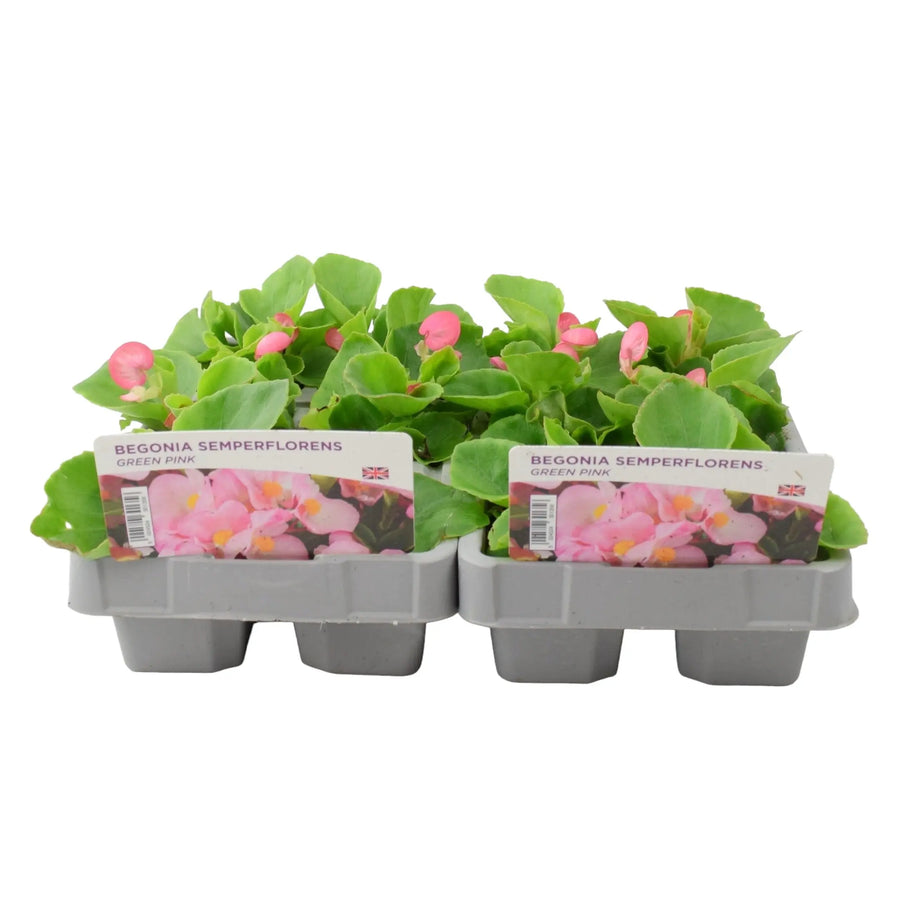 Begonia Semperflorens Green Pink 6 pack x 2 (12 Plants)