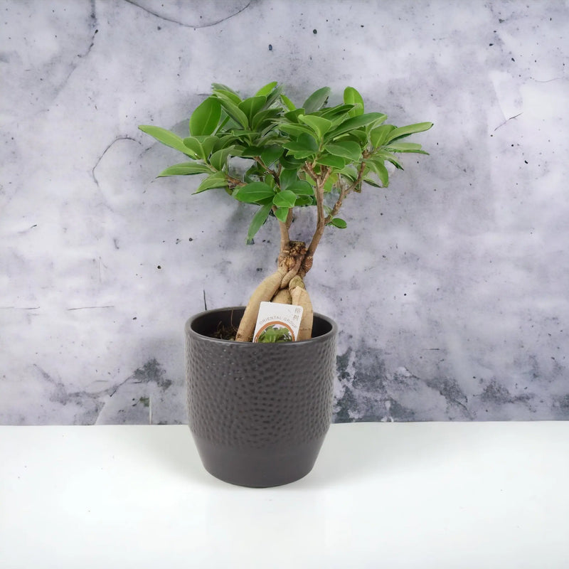 Ficus Ginseng 12cm