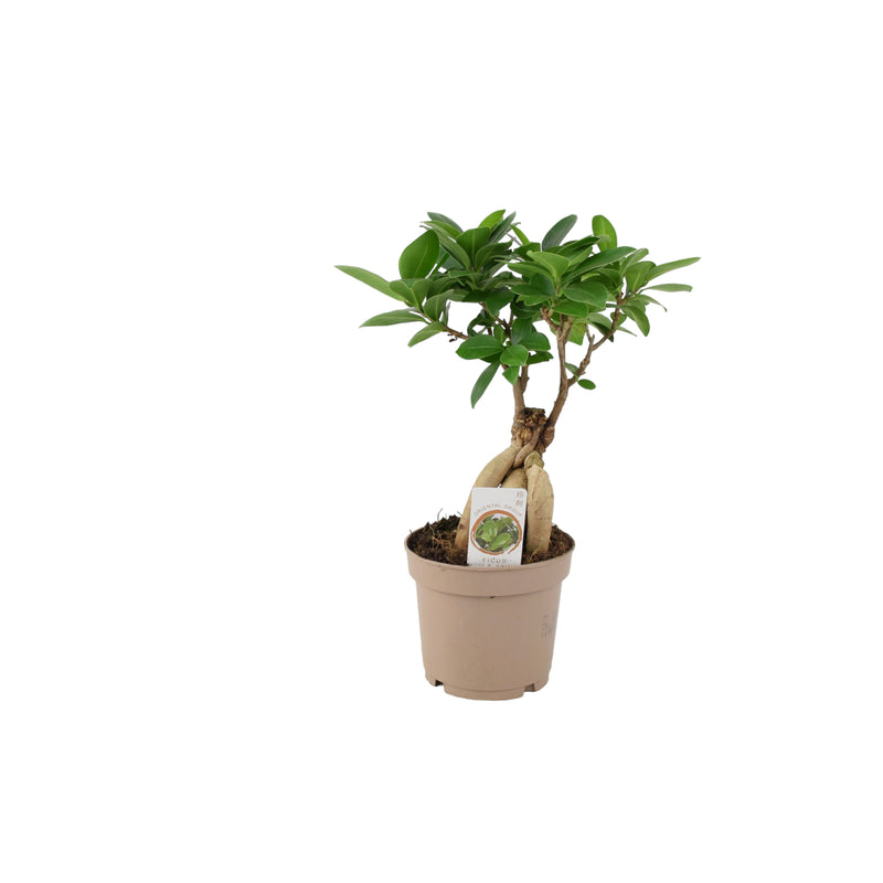 Ficus Ginseng 12cm