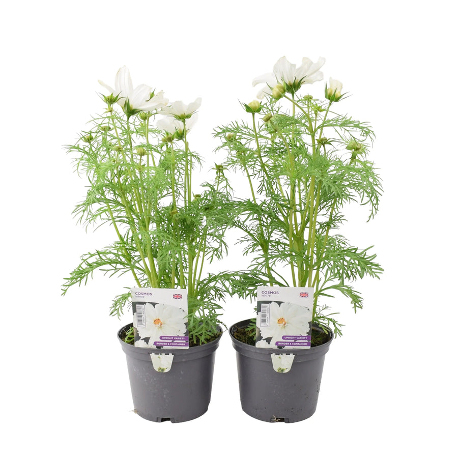 Cosmos White