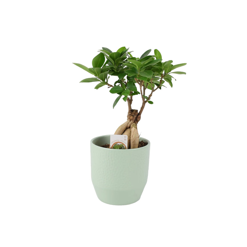 Ficus Ginseng 12cm