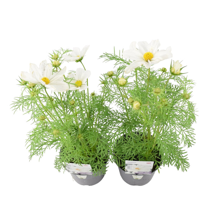 Cosmos White