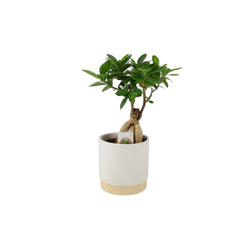 Ficus Ginseng 12cm