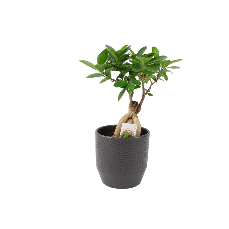 Ficus Ginseng 12cm