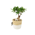 Ficus Ginseng 12cm