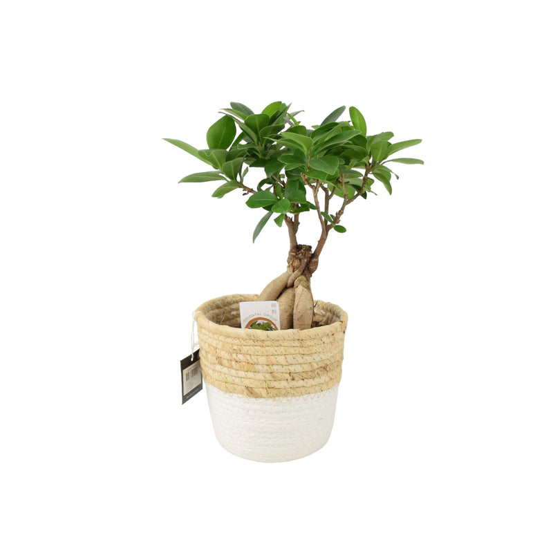 Ficus Ginseng 12cm