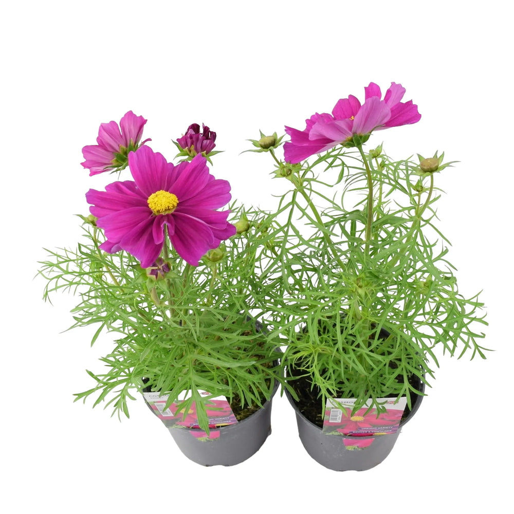Cosmos Violet