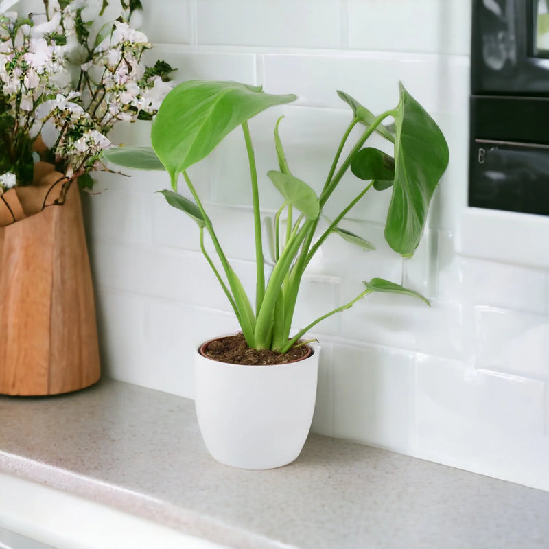 Monstera Deliciosa Cheese Plant 12cm In Peat Free Compost