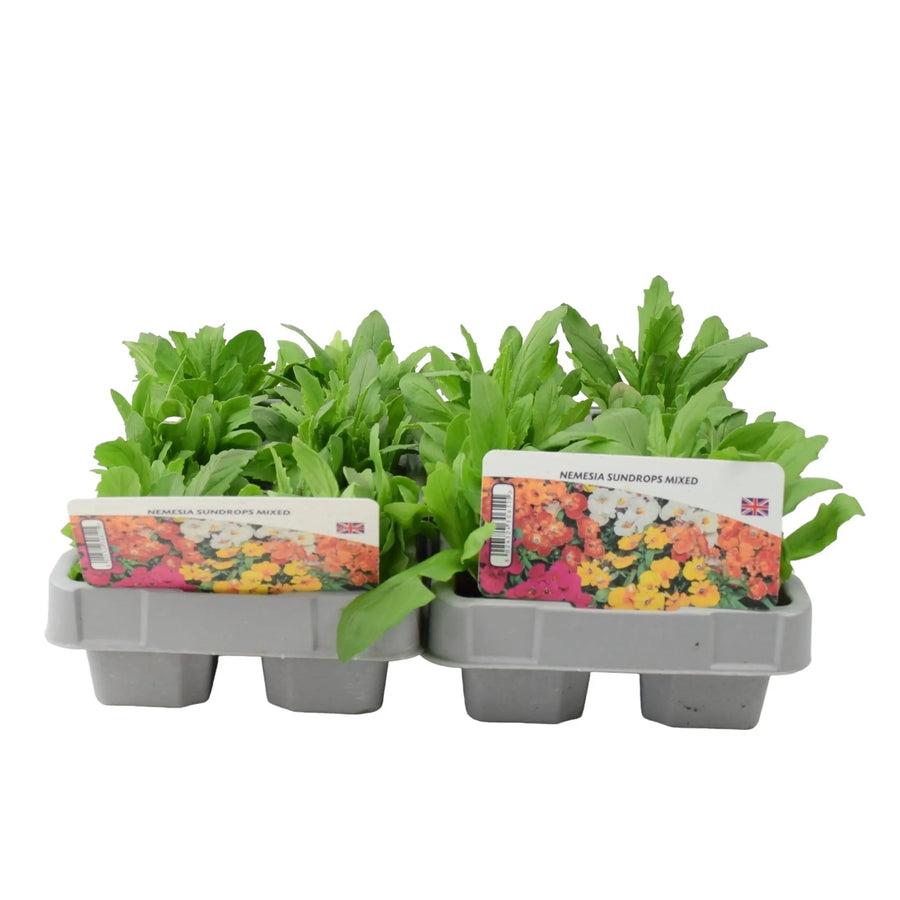 Nemesia Sundrops Mixed 6 Pack x 2 (12 Plants) plants by post