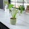 Ceramic Green Ripple