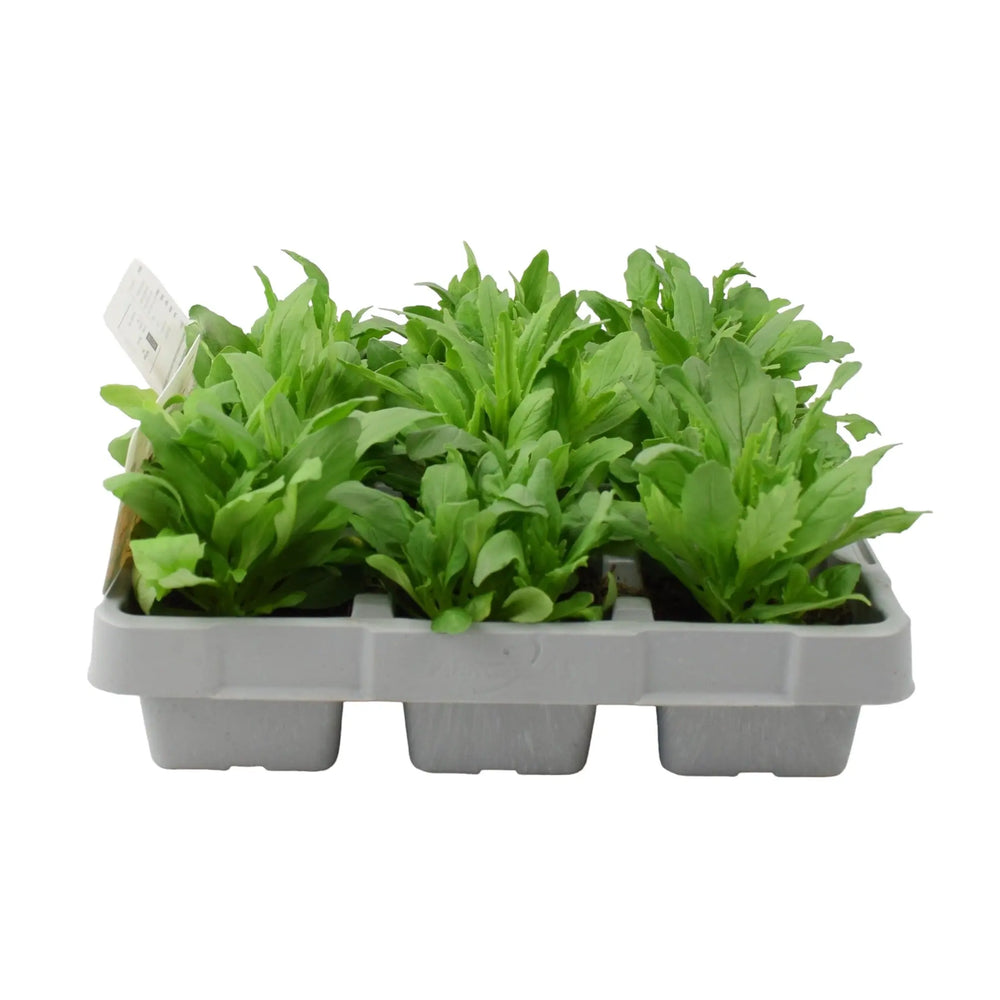 Nemesia Sundrops Mixed 6 Pack x 2 (12 Plants) plants by post