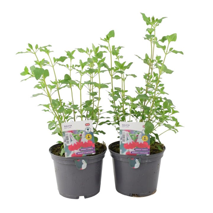 Salvia Hot Lips 1L Pot x 2 Plants By Post