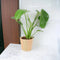 Wooden Eco Pot