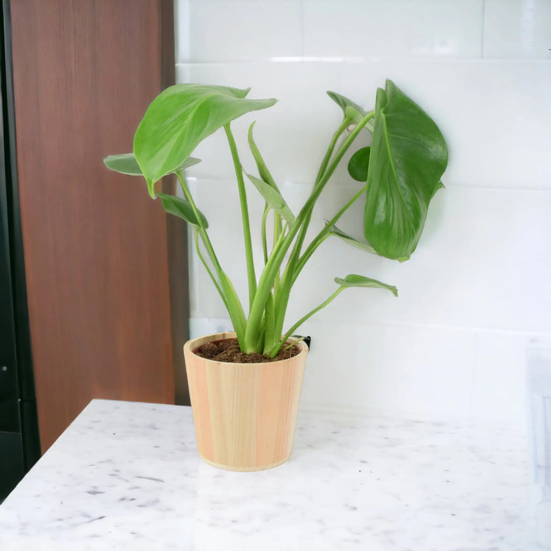 Monstera Deliciosa Cheese Plant 12cm In Peat Free Compost