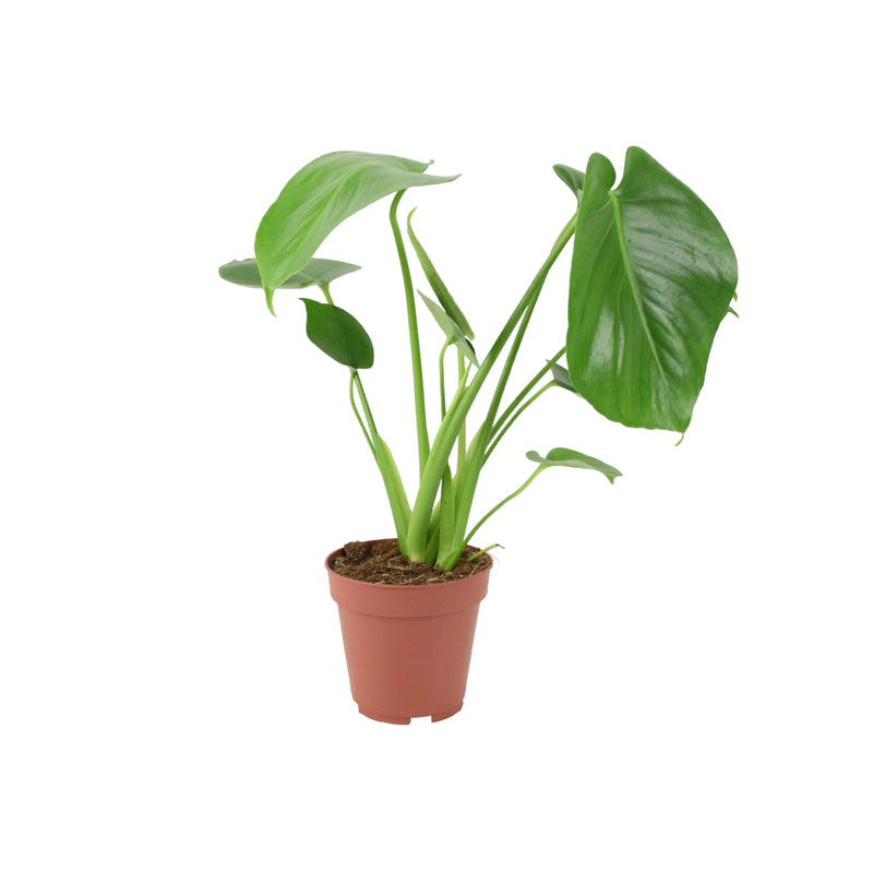 Monstera Deliciosa Cheese Plant 12cm In Peat Free Compost