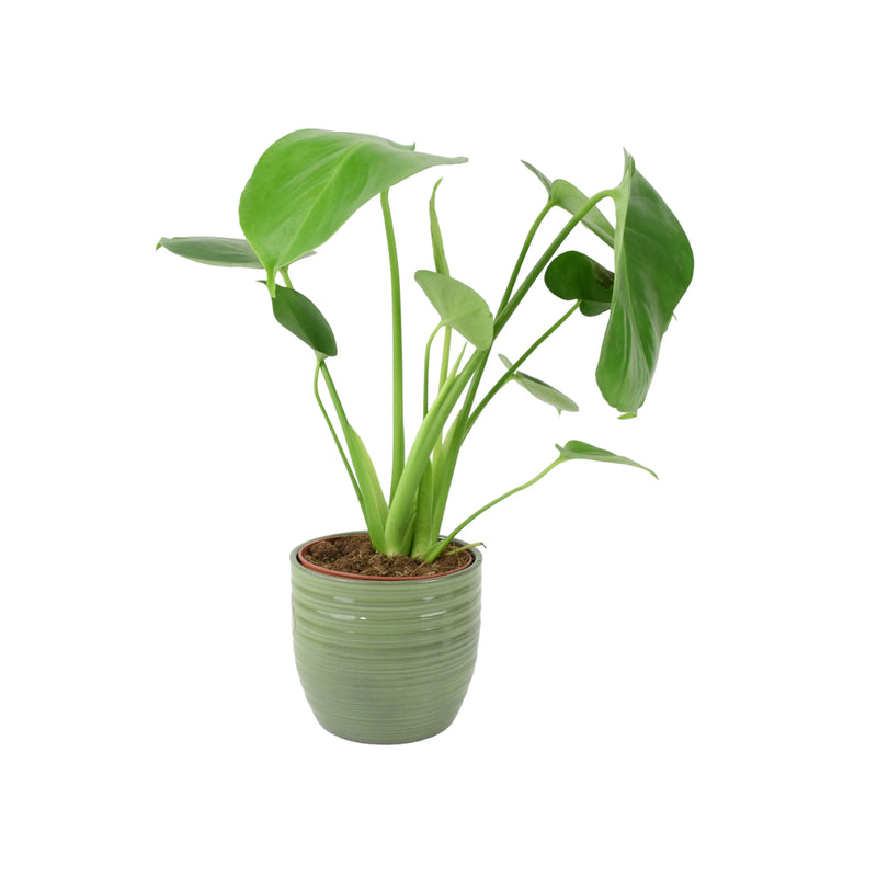 Monstera Deliciosa Cheese Plant 12cm In Peat Free Compost