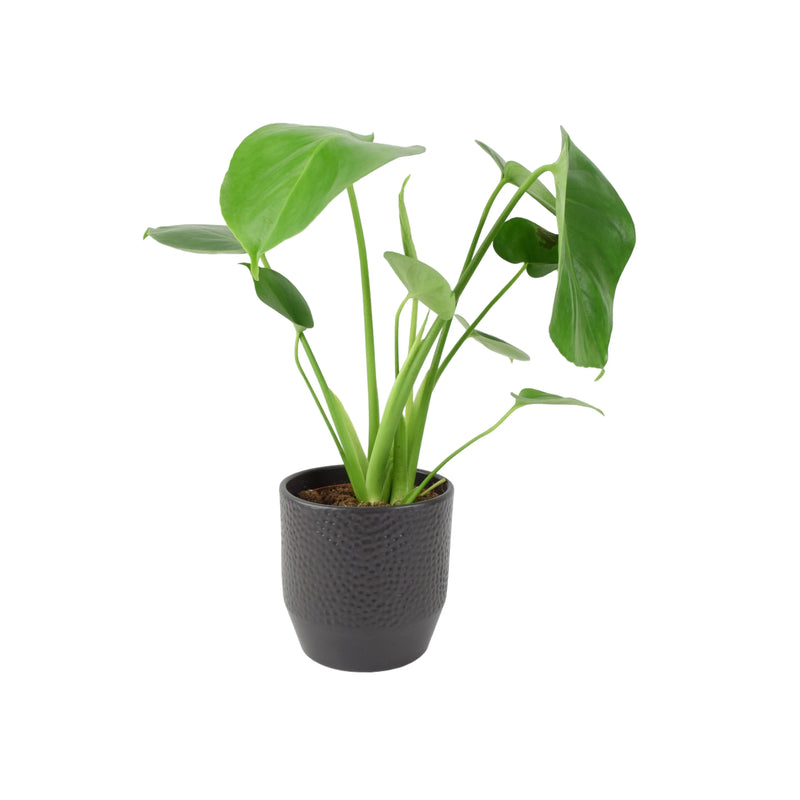 Monstera Deliciosa Cheese Plant 12cm In Peat Free Compost