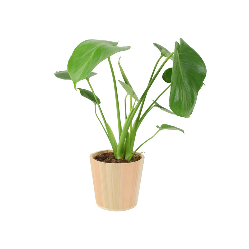 Monstera Deliciosa Cheese Plant 12cm In Peat Free Compost