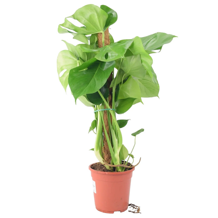Monstera Deliciosa Plant on 19cm Mosspole Plants By Post UK