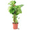 Nursery Pot