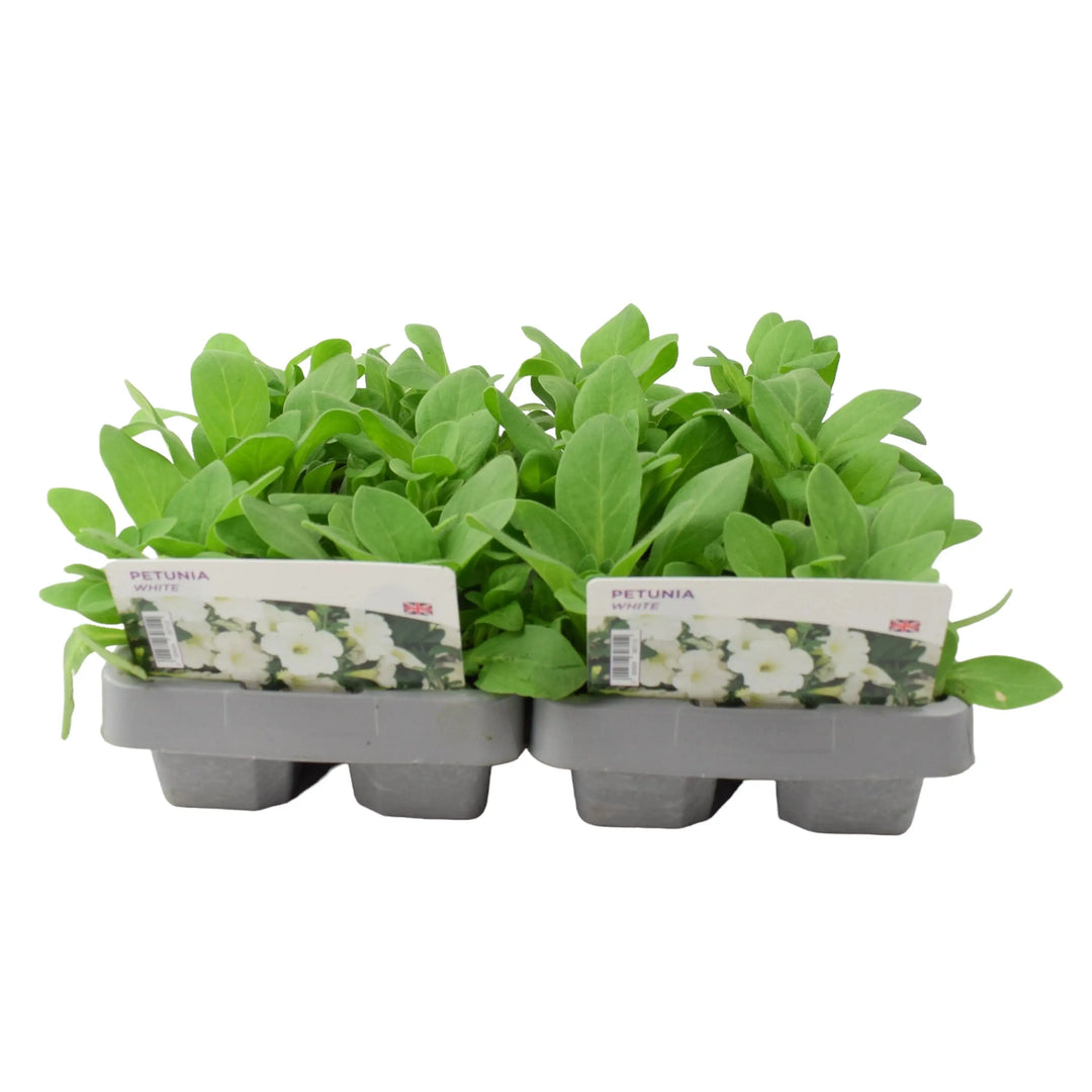 Petunia White 6 Pack x 2 (12 Plants) plants by post