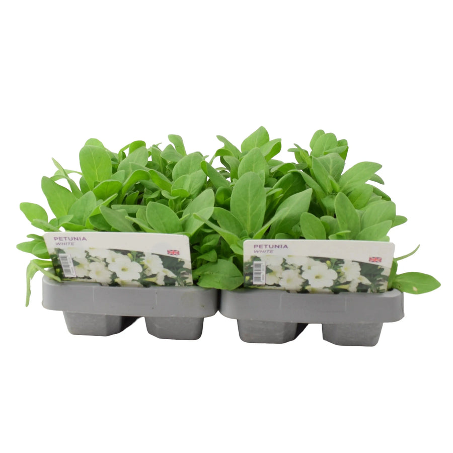 Petunia White 6 Pack x 2 (12 Plants) plants by post