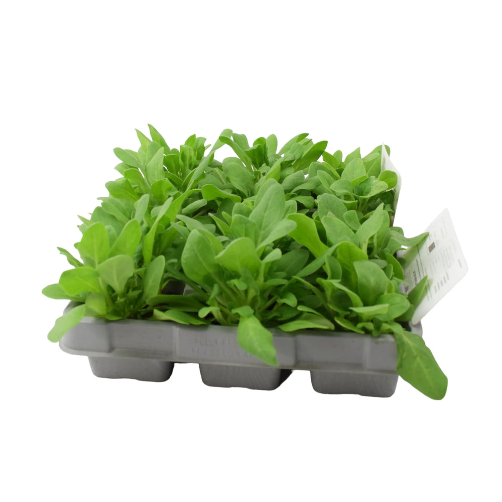 Petunia White 6 Pack x 2 (12 Plants) plants by post