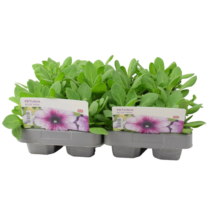 Petunia Blue Vein 6 Pack x 2 (12 Plants) plants by post