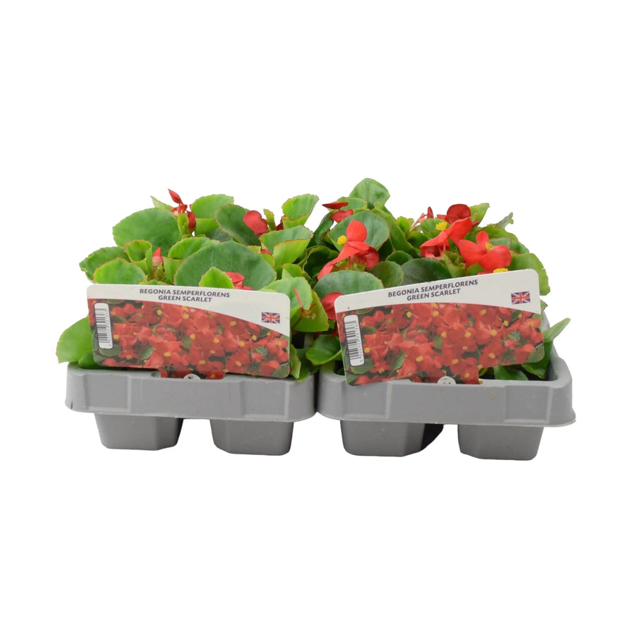 Begonia Semperflorens Green