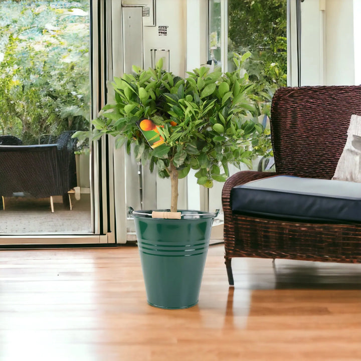 Citrus Calamondin Orange Tree plants by post