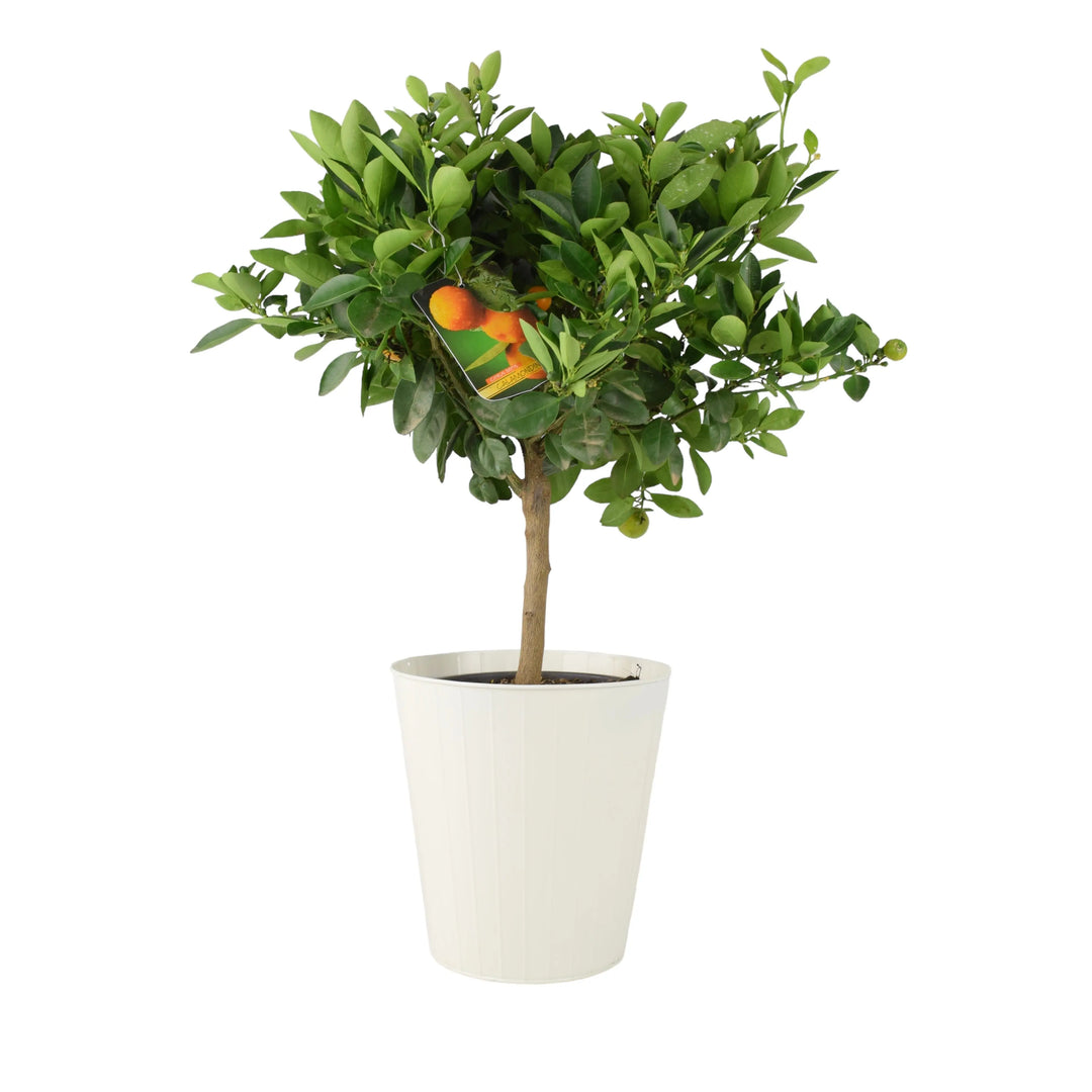 calamondin orange tree care uk Citrus Calamondin Orange Tree