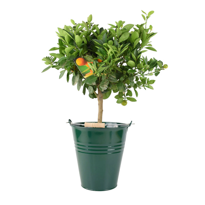 Citrus Calamondin Orange Tree plants by post