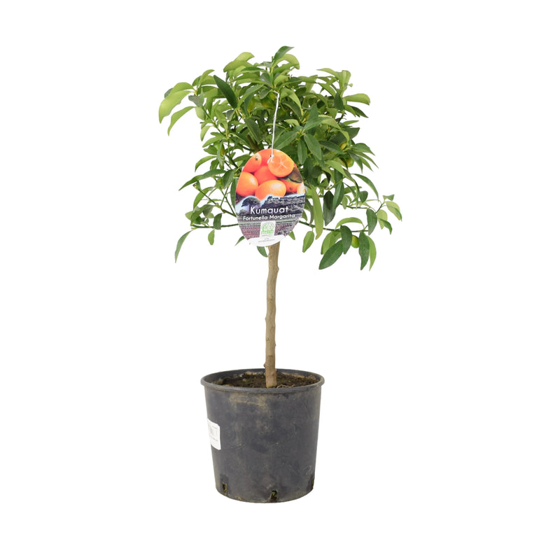 Citrus Kumquat Tree