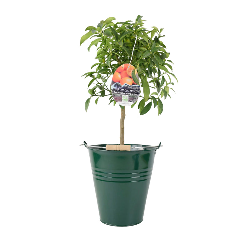 Citrus Kumquat Tree