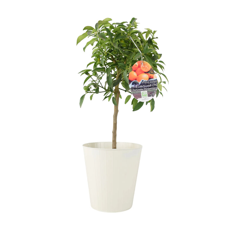 Citrus Kumquat Tree