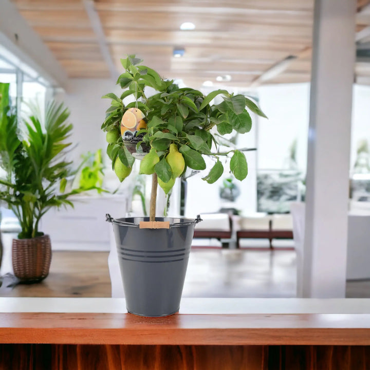 Citrus Lemon Tree