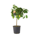 Citrus Lemon Tree