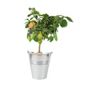 Citrus Lemon Tree