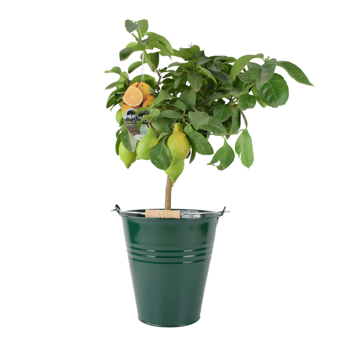 Citrus Lemon Tree
