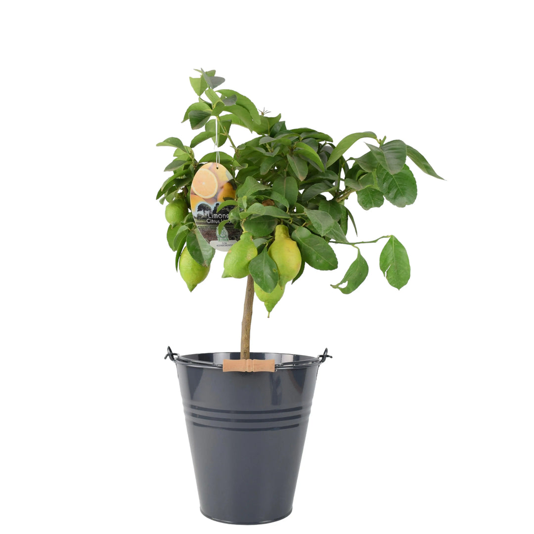 Citrus Lemon Tree
