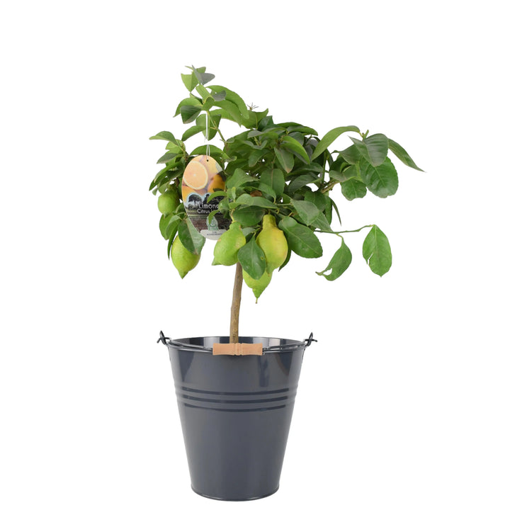 Citrus Lemon Tree