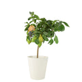 Citrus Lemon Tree