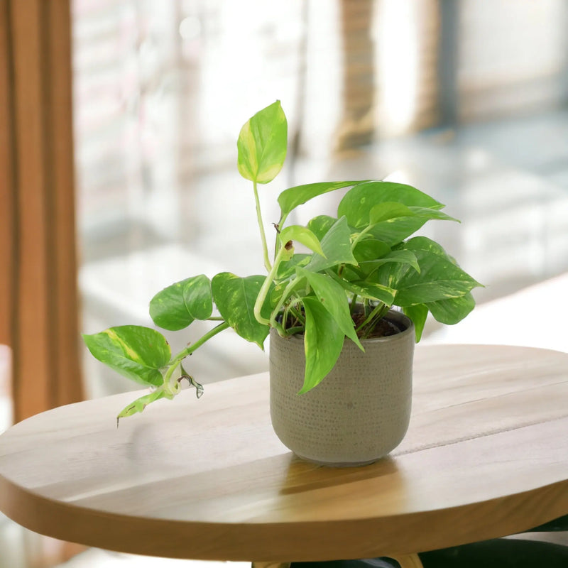 Epipremnum Aureum 12cm