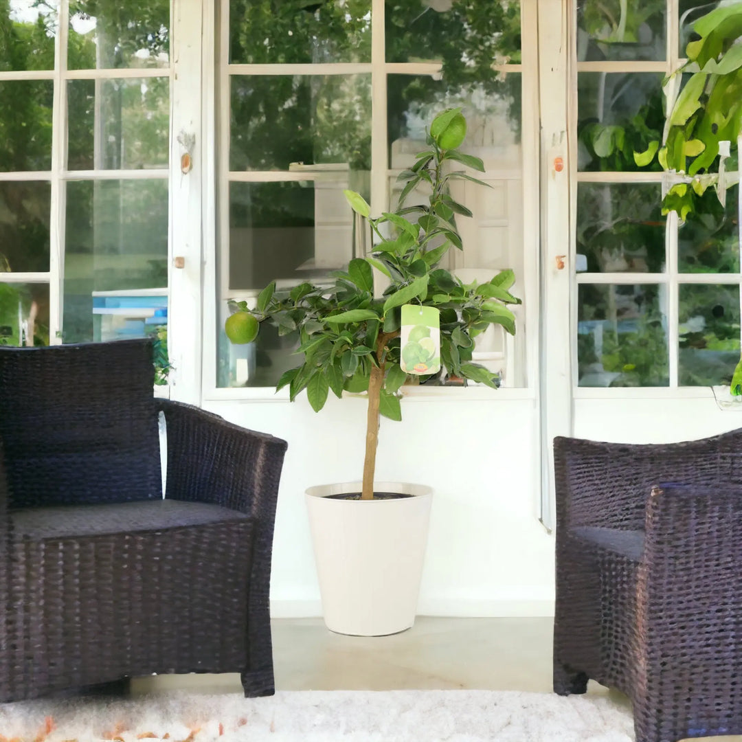 Citrus Lime Tree - Plants By Post