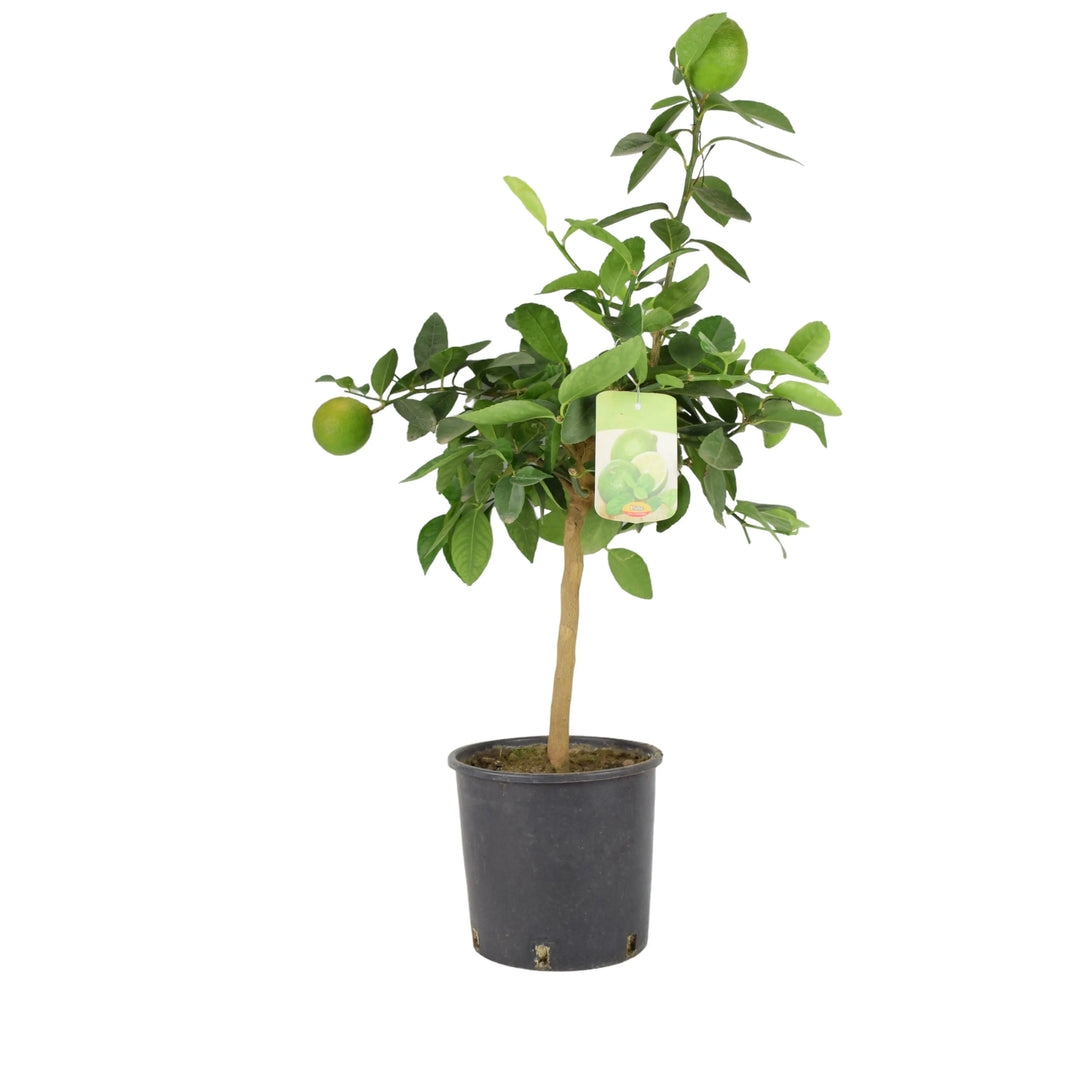 Citrus Lime Tree - Plants By Post