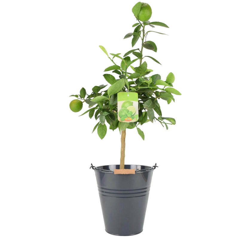 Citrus Lime Tree