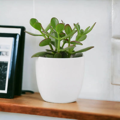 Crassula Money Plant 12cm Pot