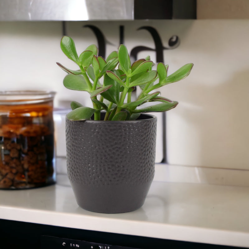 Crassula Money Plant 12cm Pot