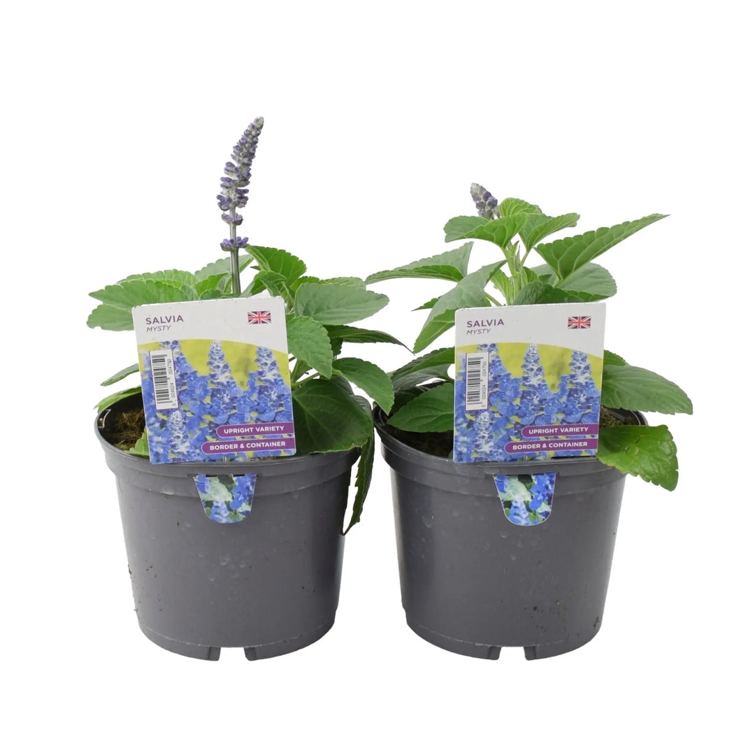 Salvia Mysty 1L Pot x 2 Plants By Post