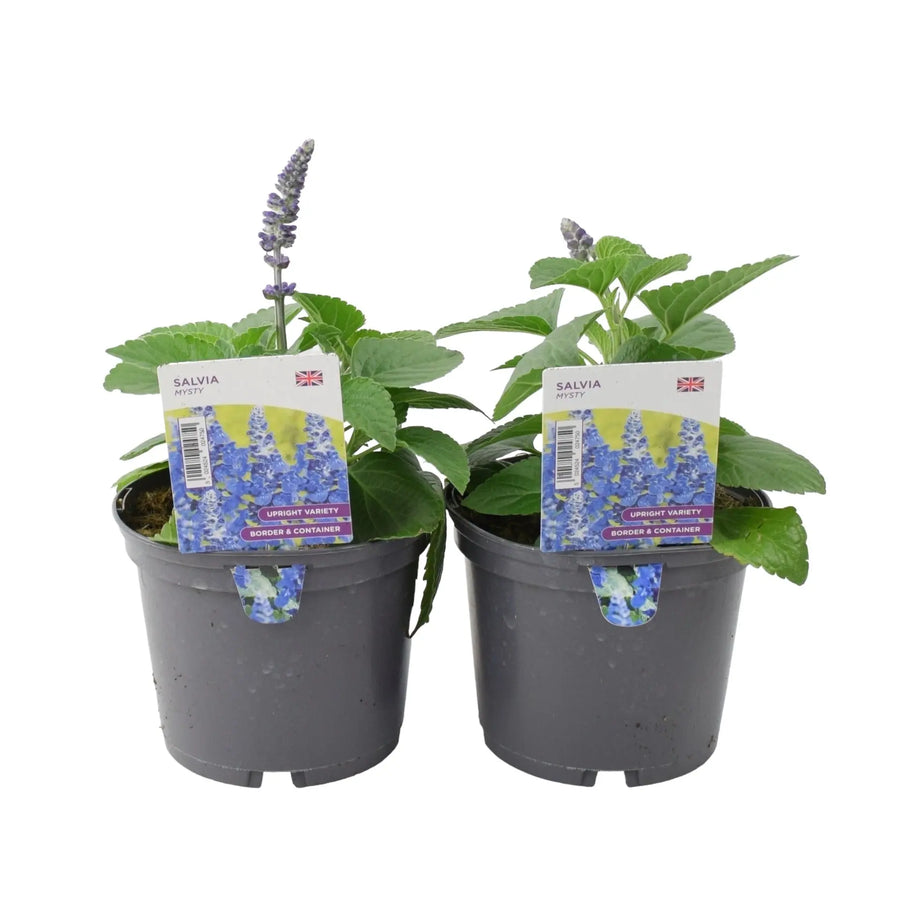 Salvia Mysty 1L Pot x 2 Plants By Post